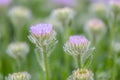 Seaside fleabane, Erigeron glaucus, budding flowers Royalty Free Stock Photo